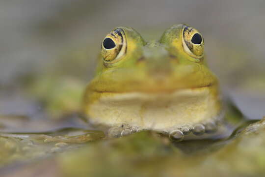 Image of Pelophylax esculentus