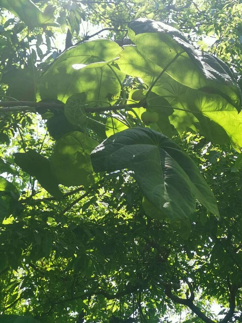 Image of Jatropha peltata Sessé