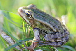 صورة Pelophylax esculentus