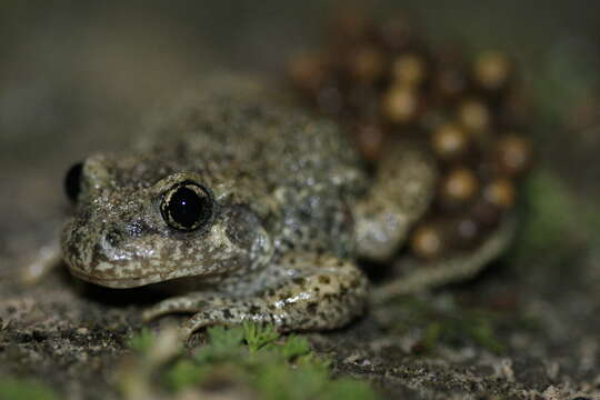 Image of Midwife toads