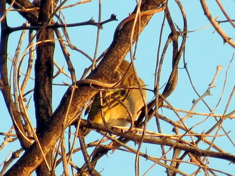 Image of <i>Ploceus velatus caurinus</i>