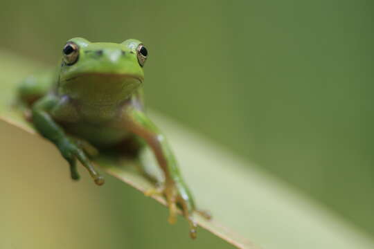 Image of Common tree frog