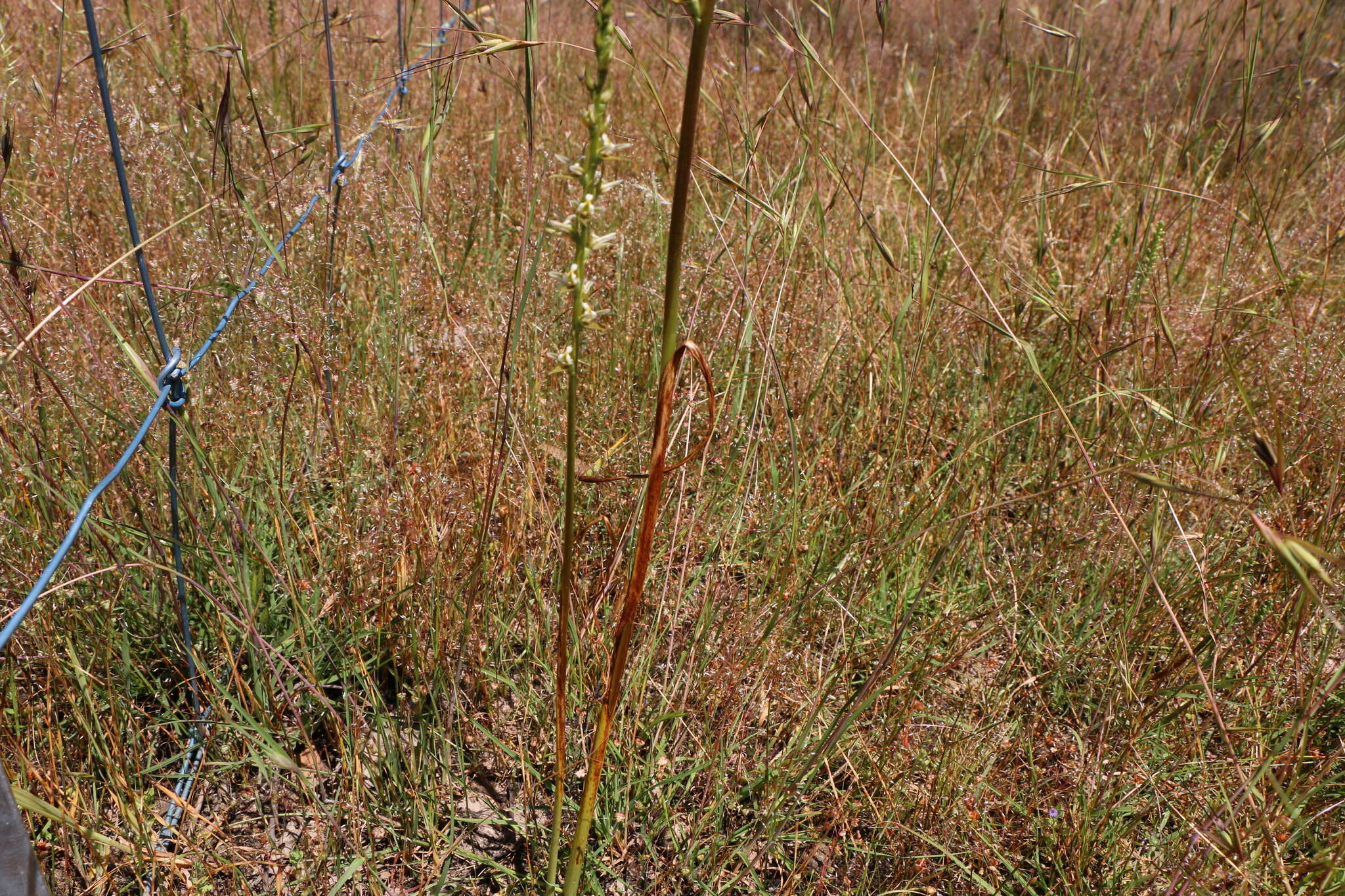 Imagem de Prasophyllum hygrophilum D. L. Jones & D. T. Rouse