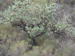 Image of Wagon tree