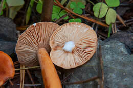 Слика од Lactarius aurantiacus (Pers.) Gray 1821