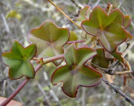 Image of Peltated Geranium