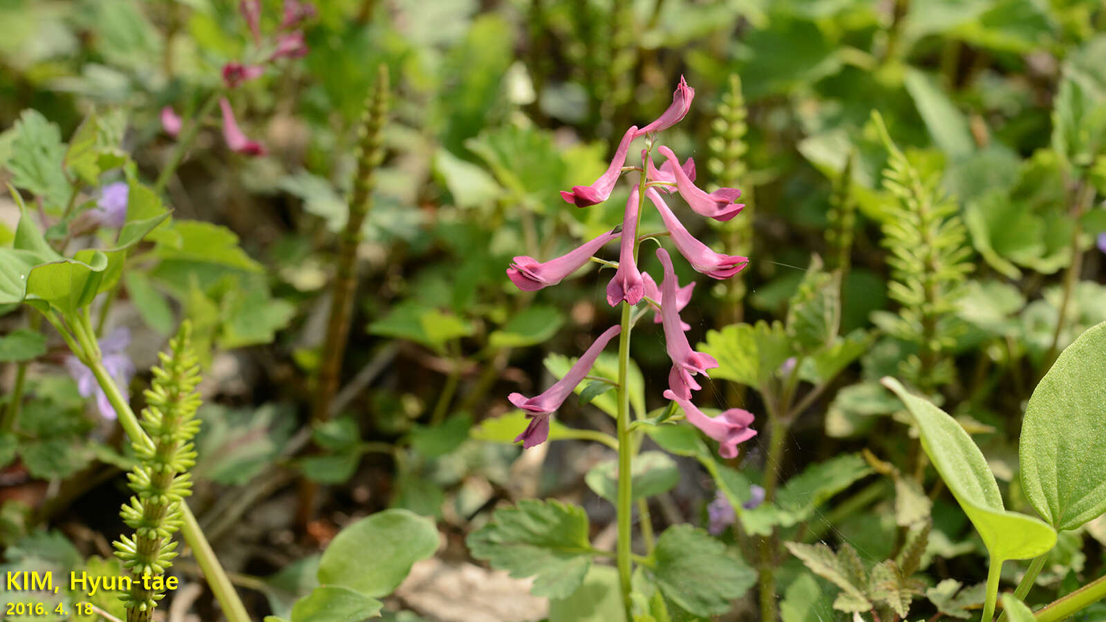 Image of Corydalis ternata (Nakai) Nakai