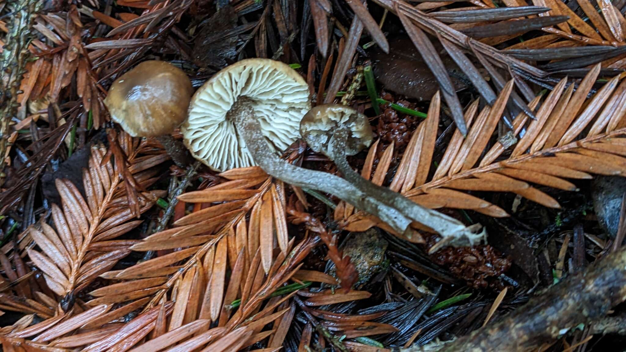 Imagem de Myochromella boudieri (Kühner & Romagn.) V. Hofst., Clémençon, Moncalvo & Redhead 2015