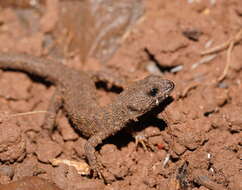 Image of Prickly Forest Skink