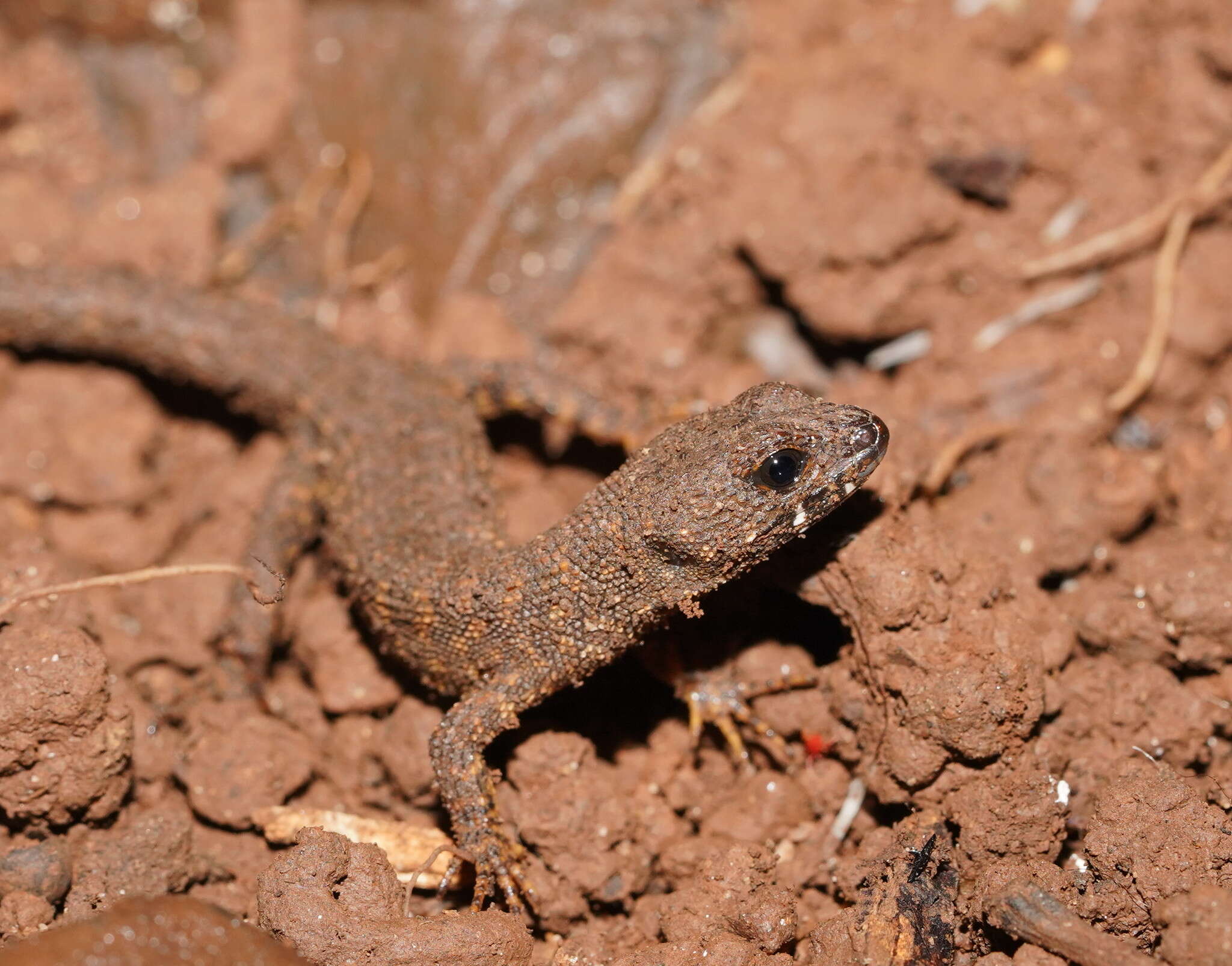 Image of Prickly Forest Skink