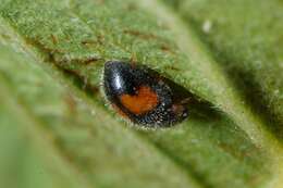 Image of Minute two-spotted ladybird beetle