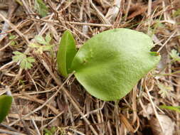 Image of Limestone Adder's-Tongue