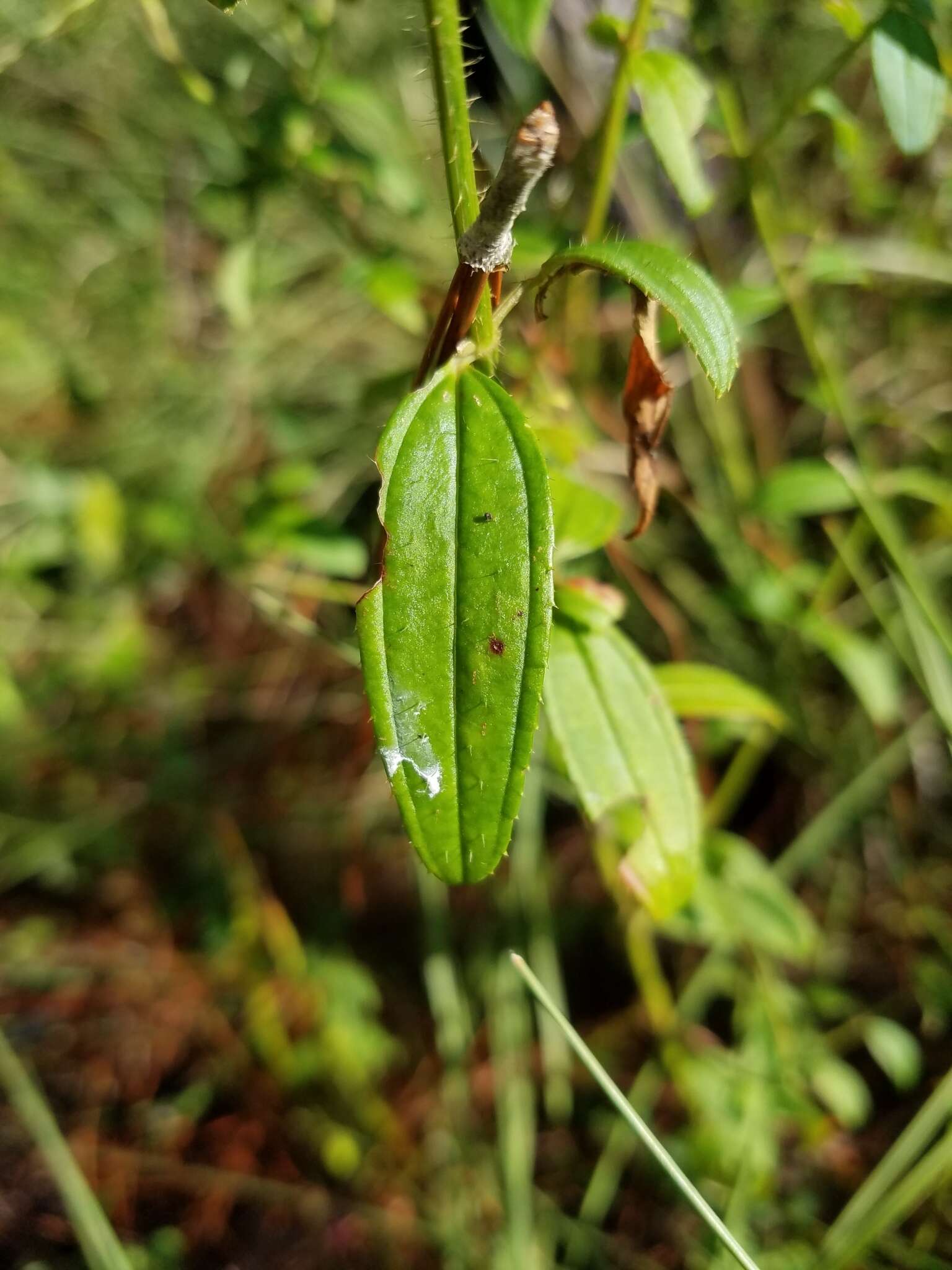 Imagem de Rhexia nashii Small