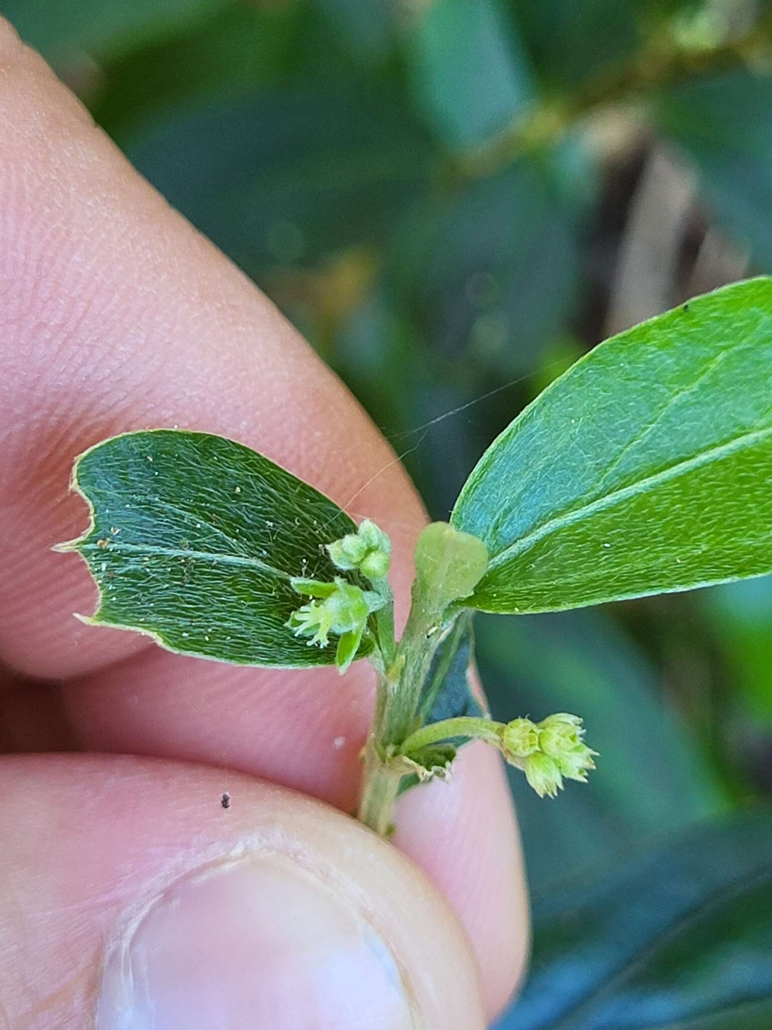 Image of sharpleaf silverbush