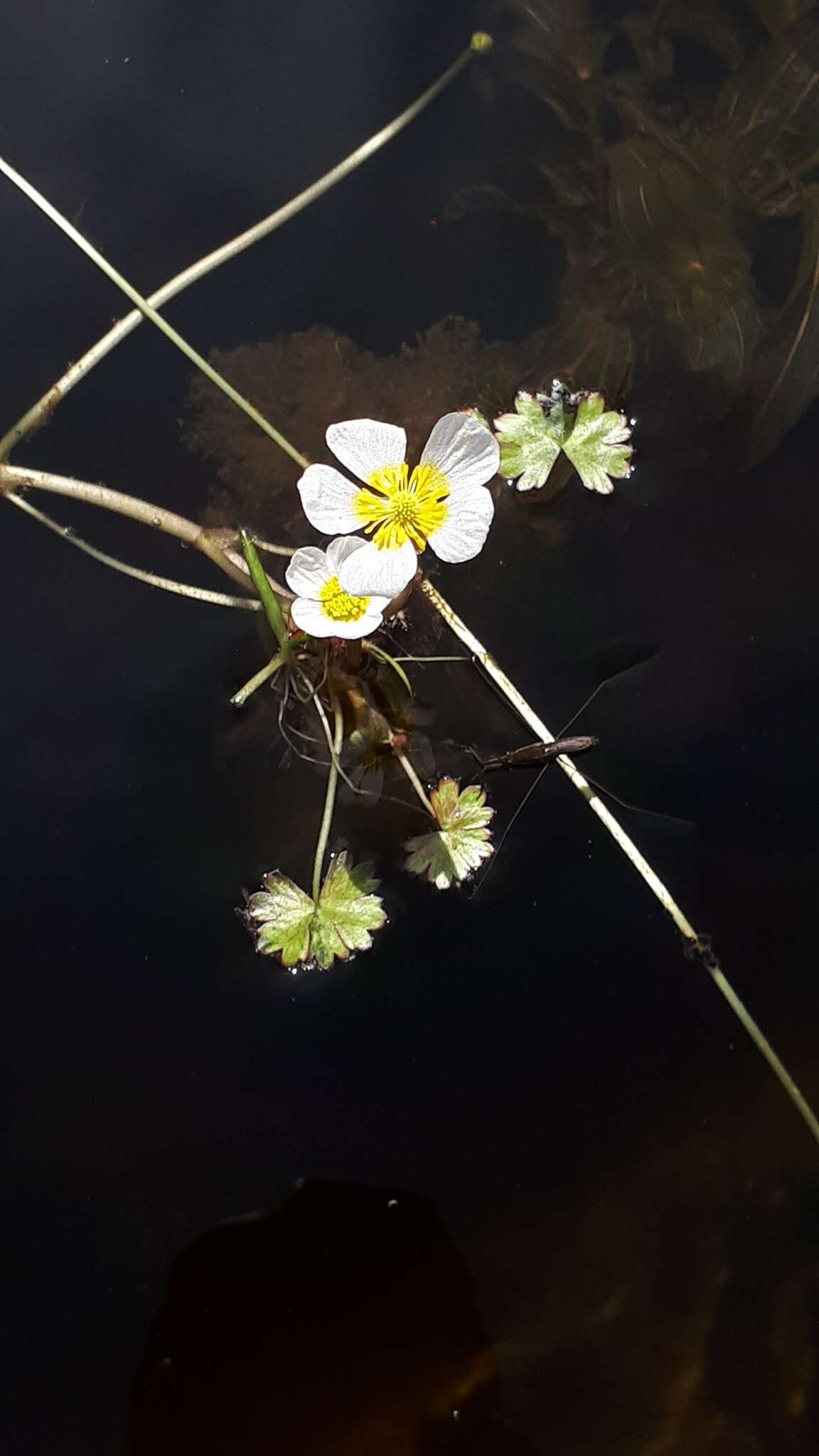 صورة <i>Ranunculus schmalhausenii</i>