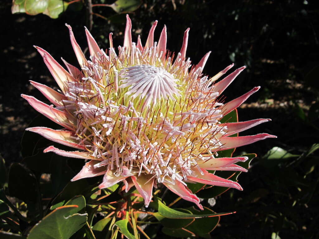 Imagem de Protea cynaroides (L.) L.