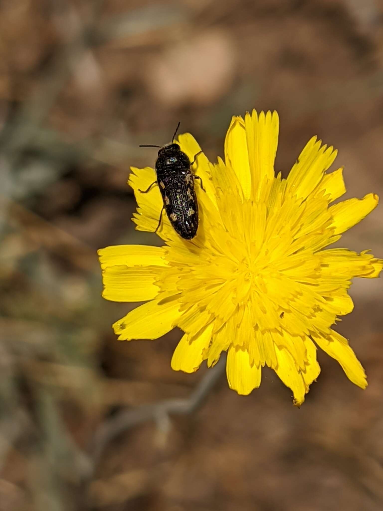 Image de Acmaeodera bipunctata (Olivier 1790)