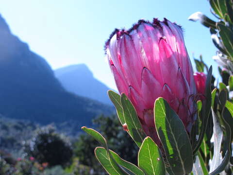 Image of Narrowleaf protea