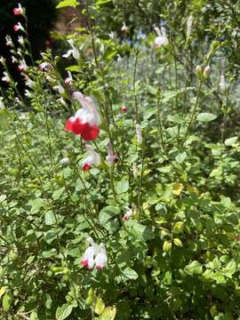 Imagem de Salvia microphylla var. microphylla