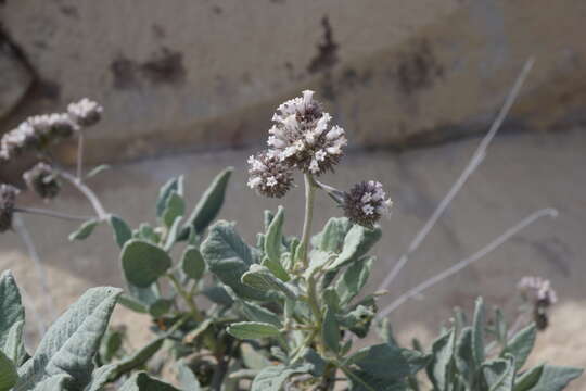 Image of Pacific yerba santa