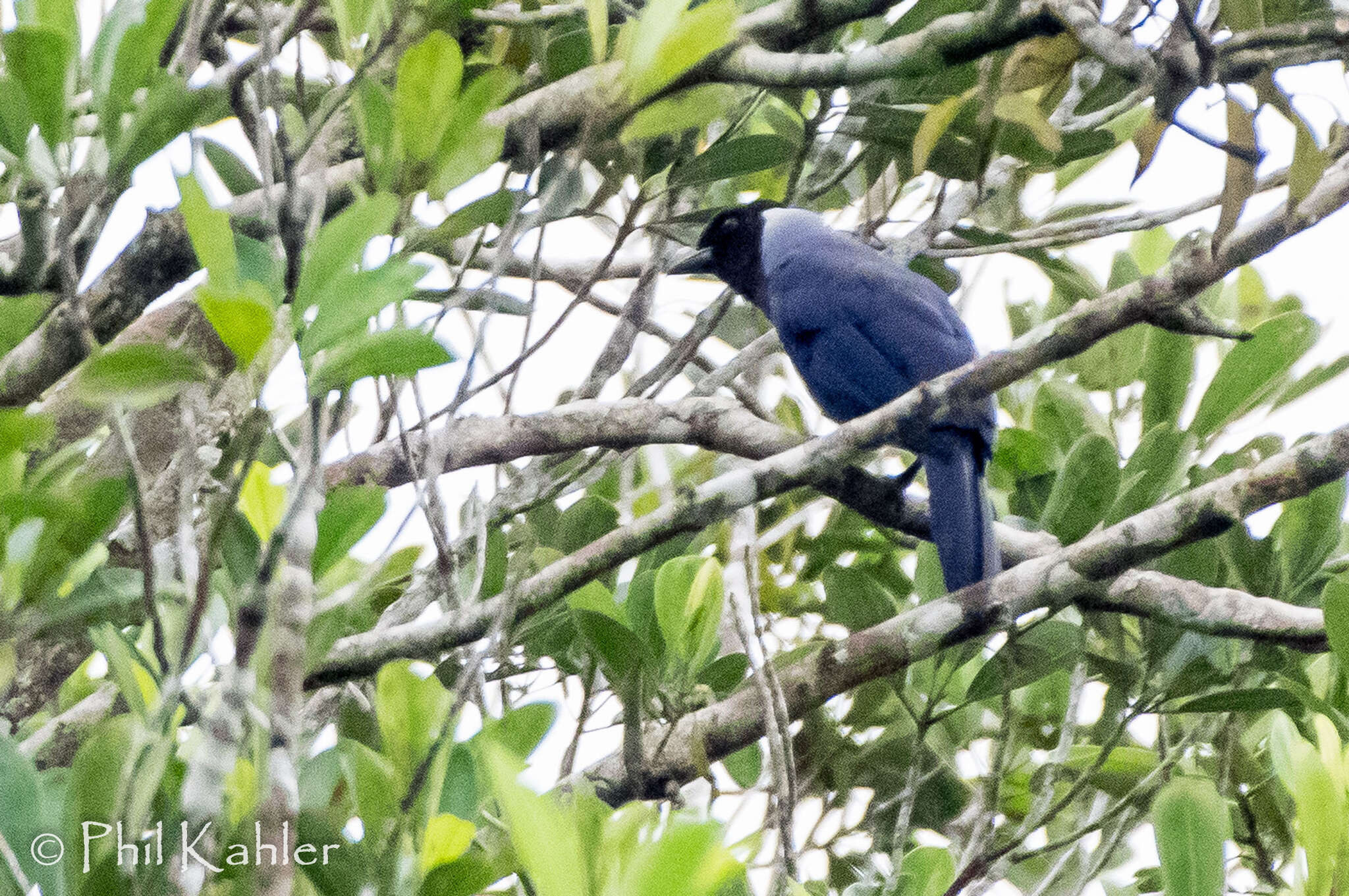 Cyanocorax violaceus Du Bus de Gisignies 1847 resmi