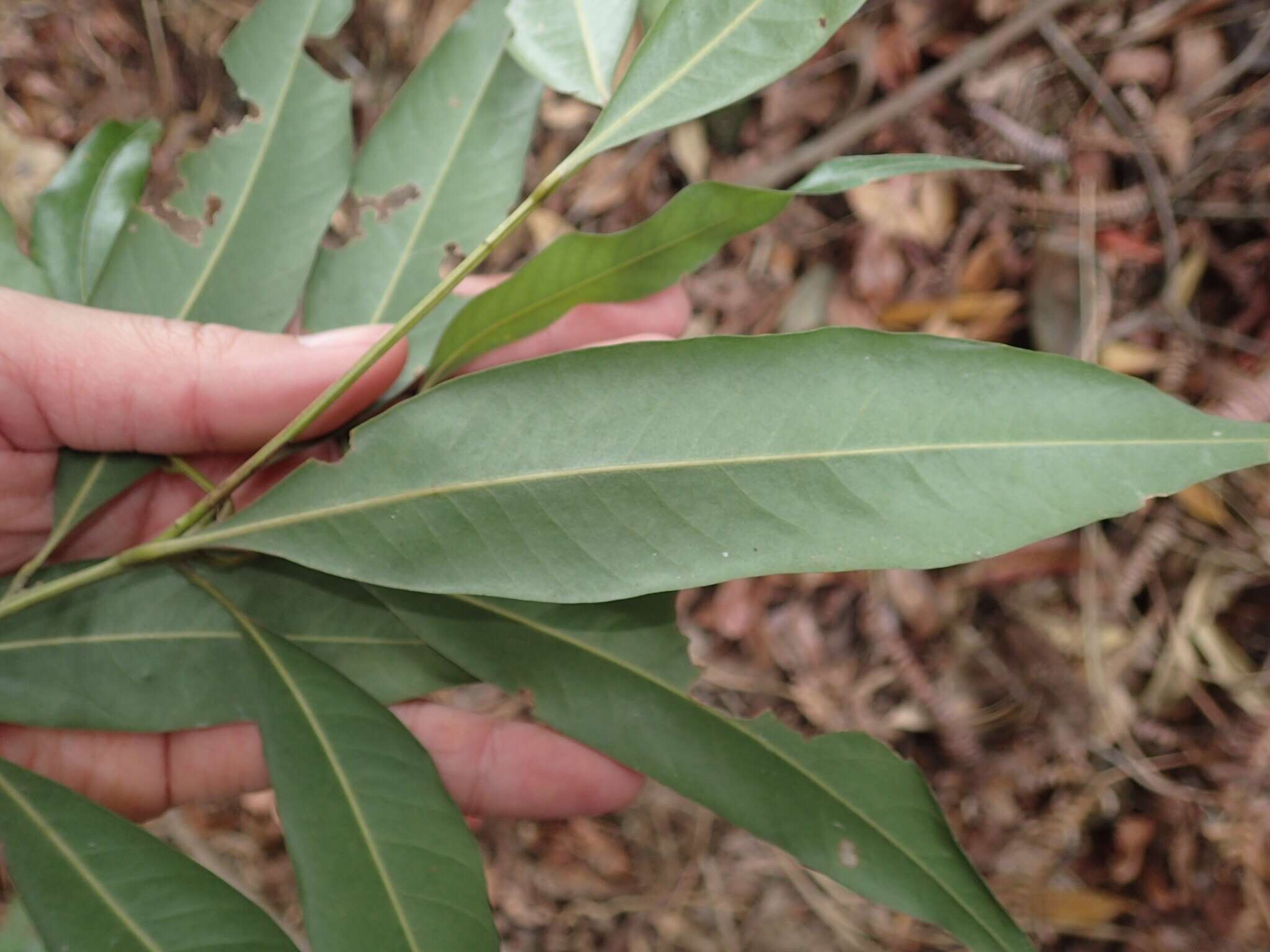 Image of Lithocarpus nantoensis (Hayata) Hayata