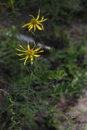 Imagem de Phoebanthus tenuifolia (Torr. & A. Gray) Blake