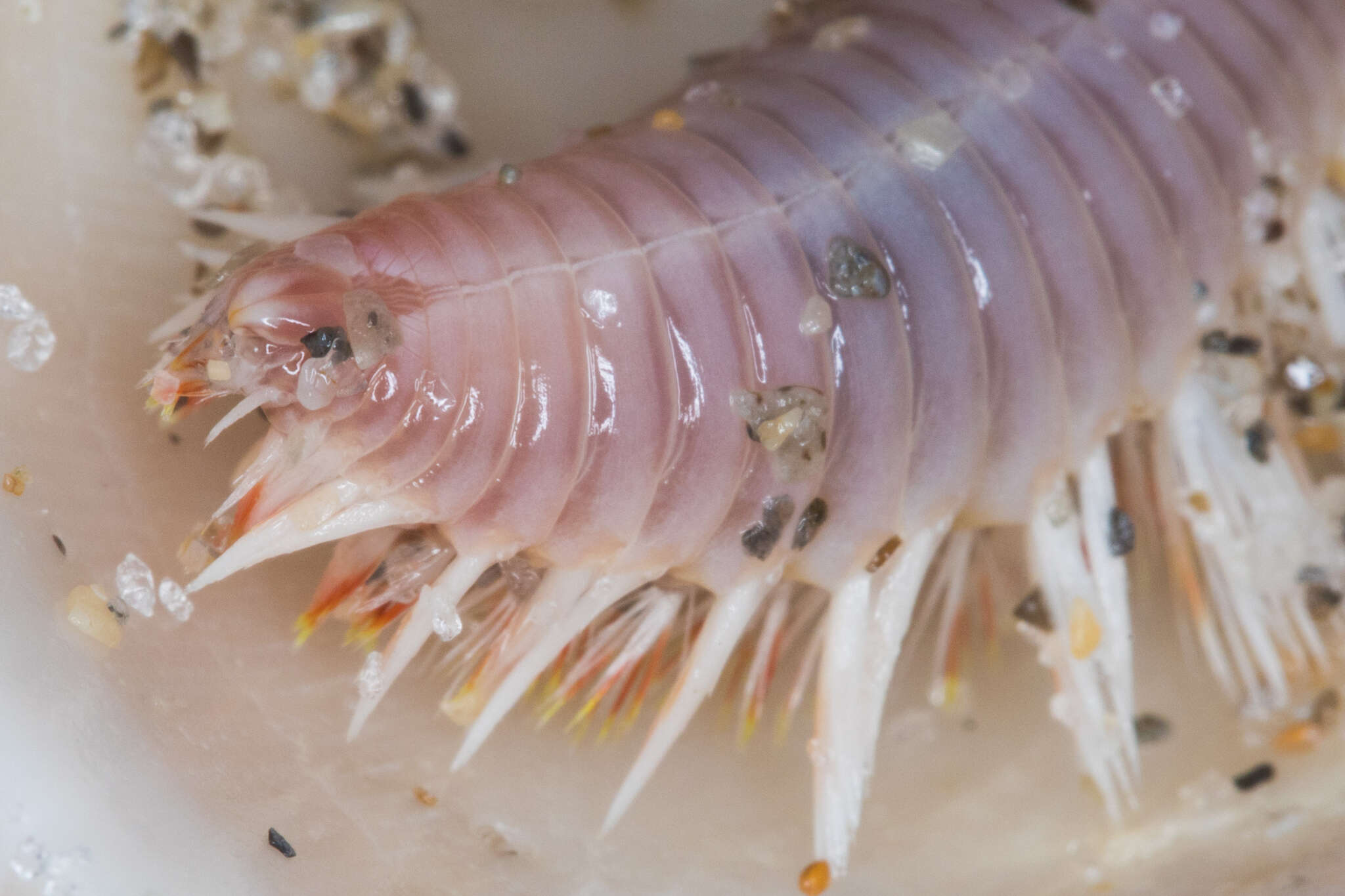 Image of red-tipped fireworm