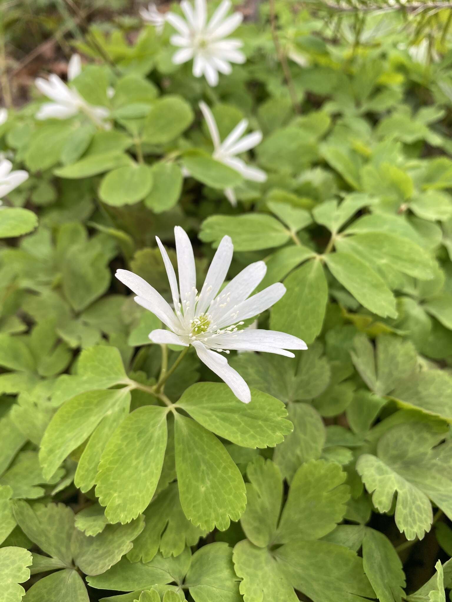 Image of Anemone raddeana Regel