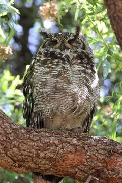 Image of Spotted Eagle-Owl