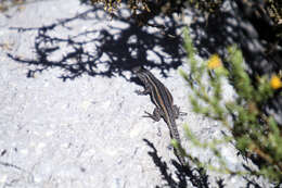 Image of Liolaemus chungara Quinteros, Valladares, Semham, Acosta, Barrionuevo & Abdala 2014