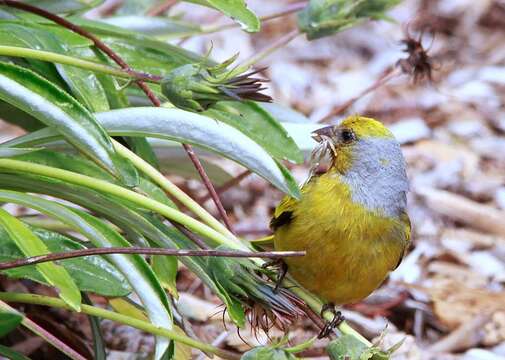 Image of Cape Canary