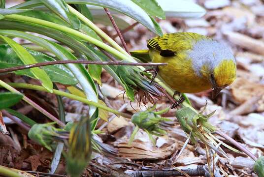 Image of Cape Canary