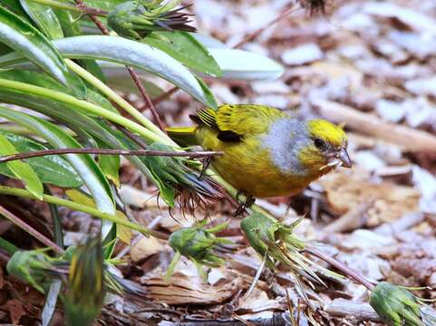 Image of Cape Canary