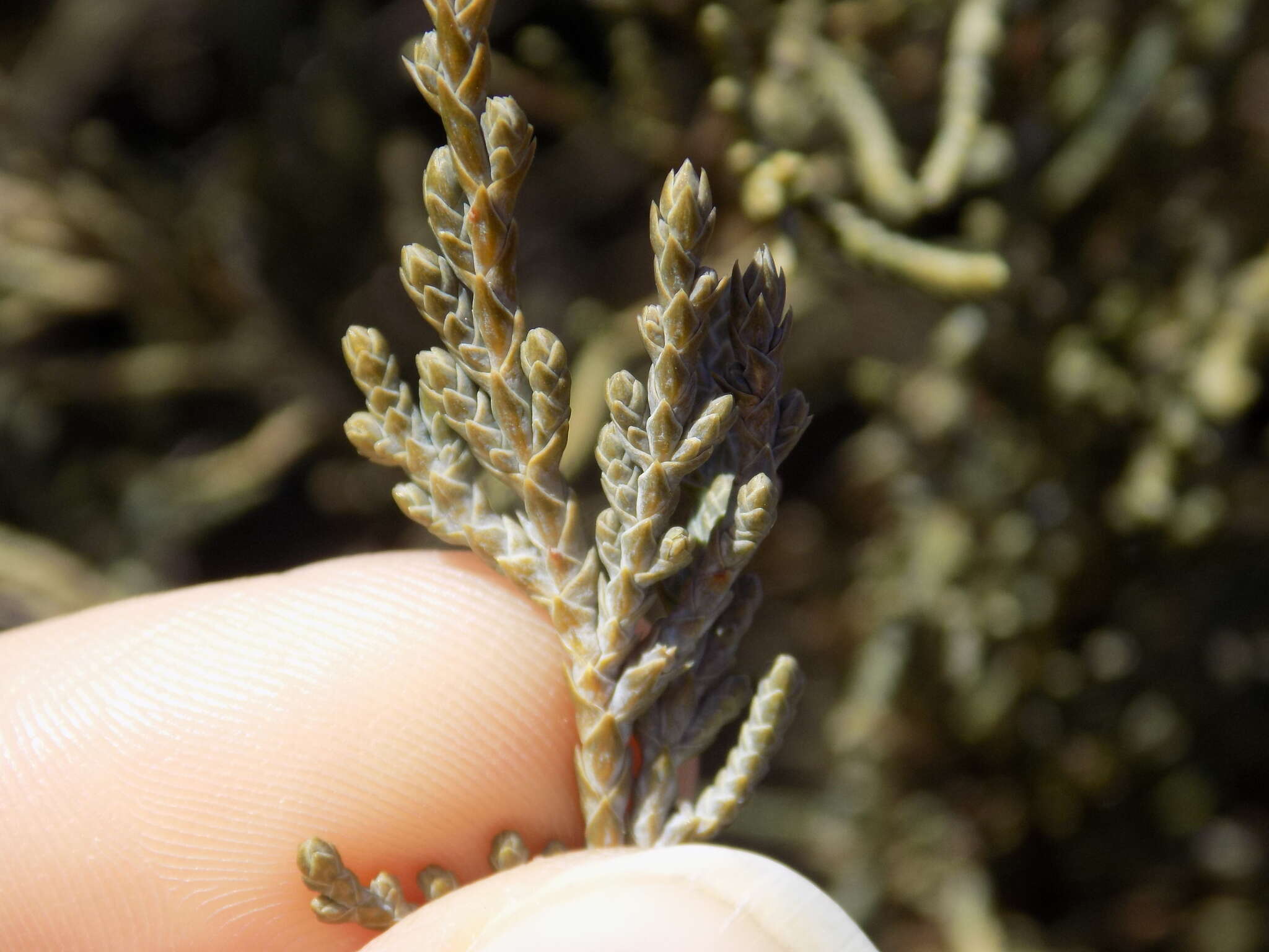 Image of Eastern Juniper