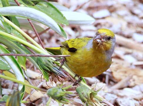 Image of Cape Canary