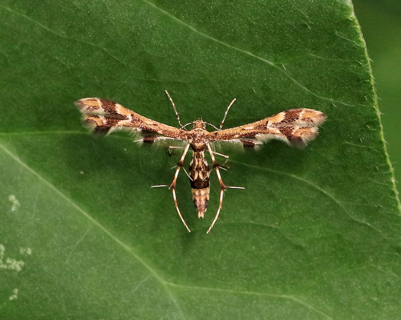 Image de Sphenarches ontario (McDunnough 1927)