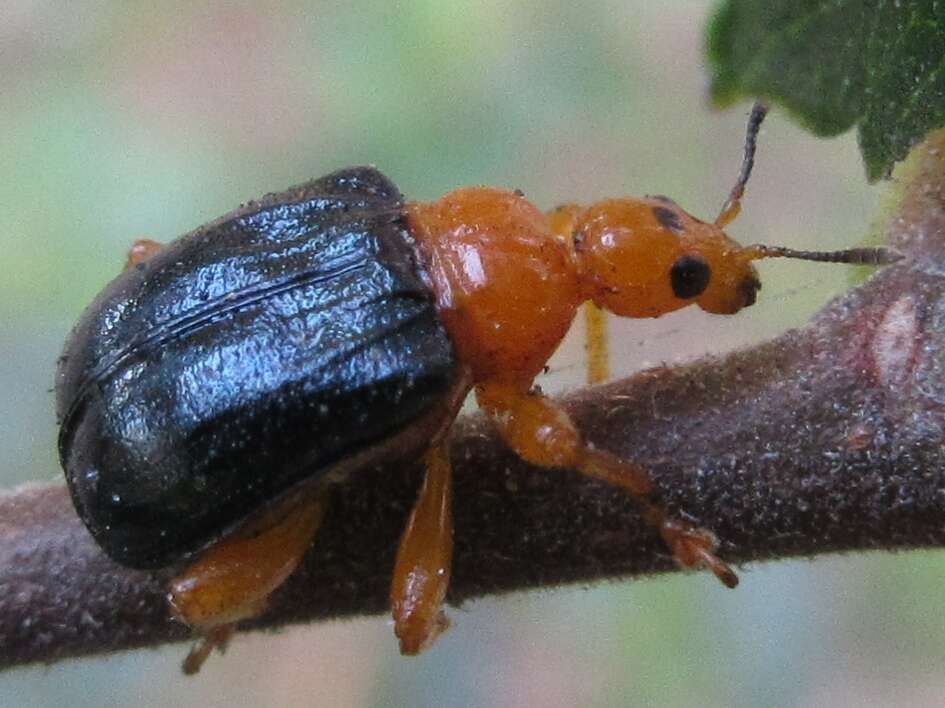 Image of Tomapoderus ruficollis (Fabricius & J. C. 1781)