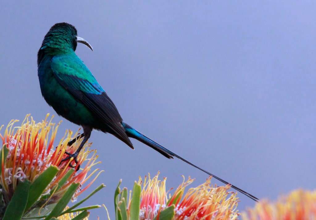 Image of Malachite Sunbird