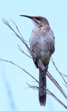 Image of Sugarbird