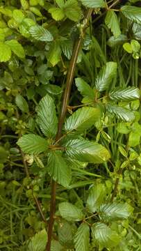 Imagem de Rubus ulmifolius var. anoplothyrsus