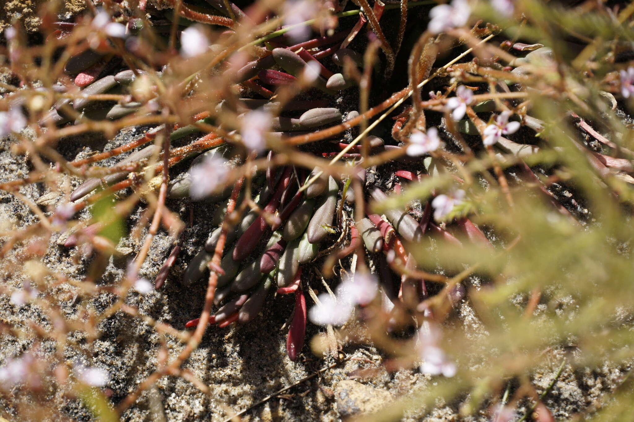 Image of Stylidium assimile R. Br.