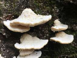 Image of Trametes vespacea (Pers.) Zmitr., Wasser & Ezhov 2012