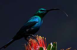 Image of Malachite Sunbird