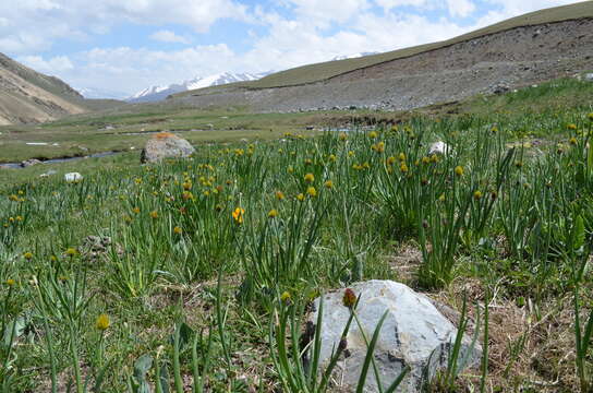 Image of Allium atrosanguineum Schrenk