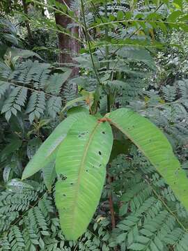 Image of Vismia macrophylla Kunth