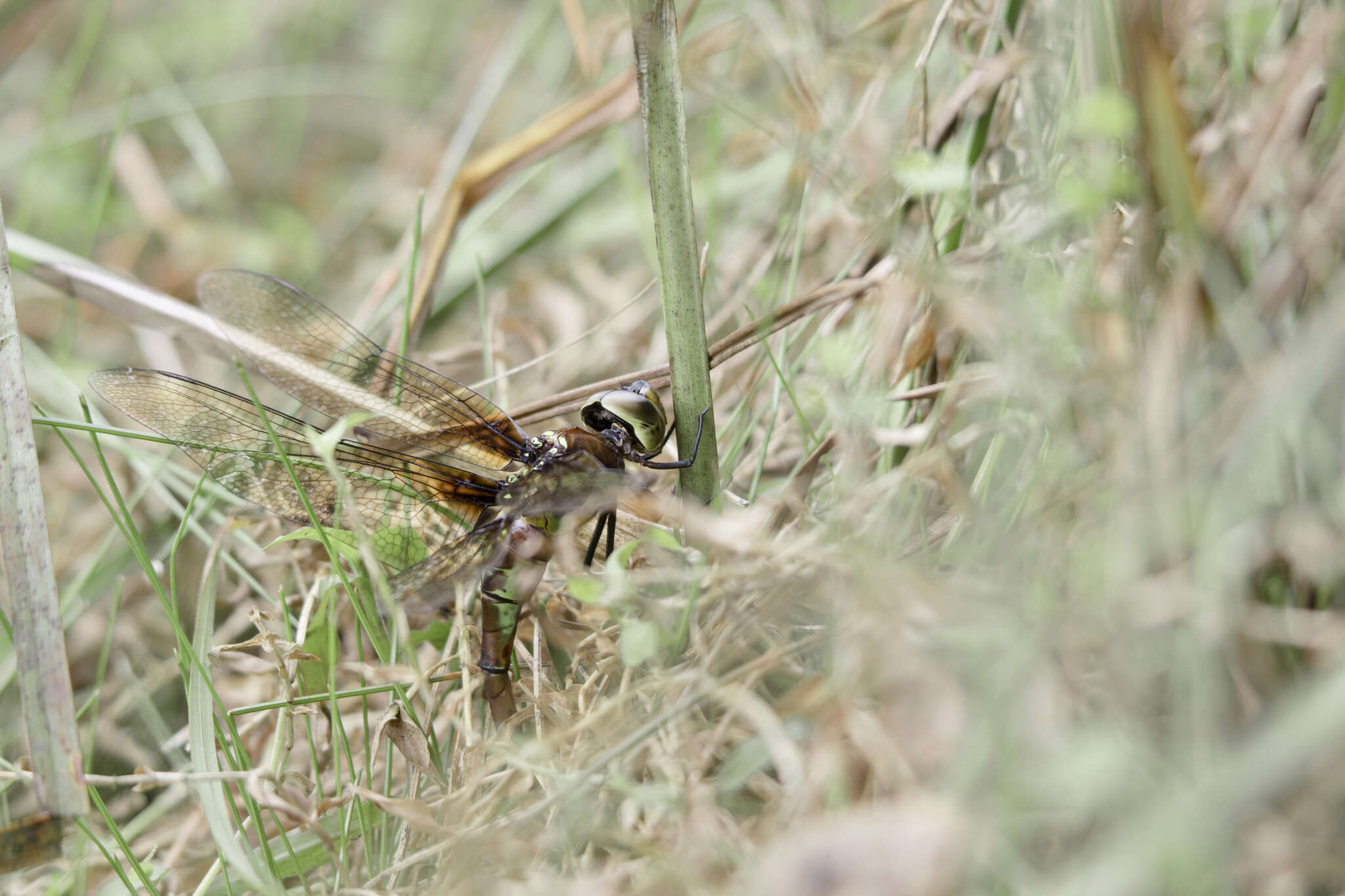 Image of Anaciaeschna martini (Selys 1897)