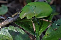 Imagem de Chrysina peruviana Kirby 1828