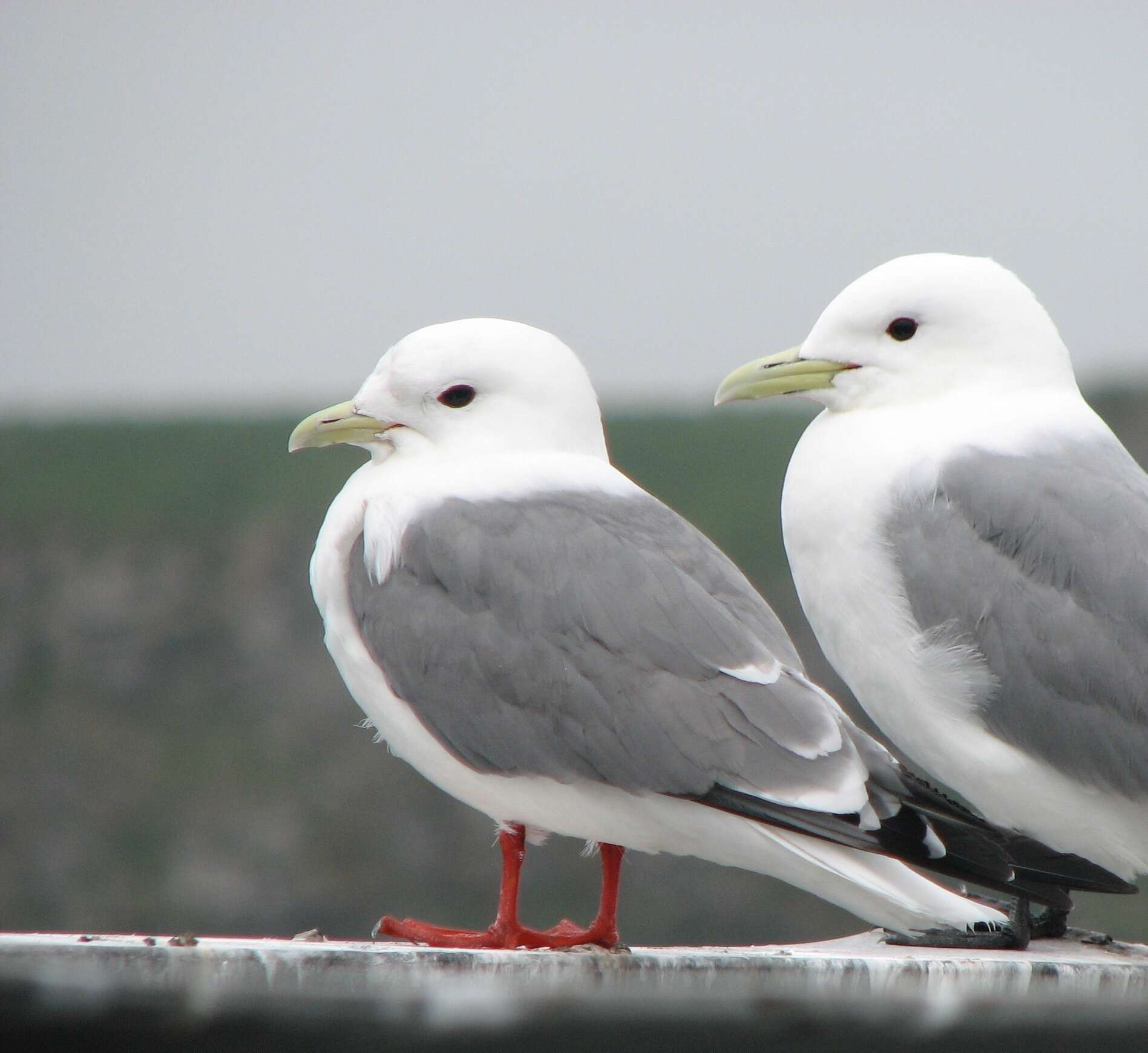 Image of Red-legged Kittiwake