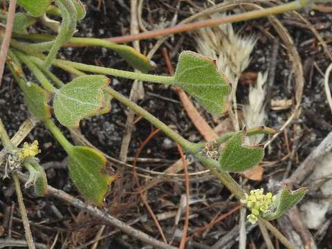 Image of Centella difformis (Eckl. & Zeyh.) Adamson